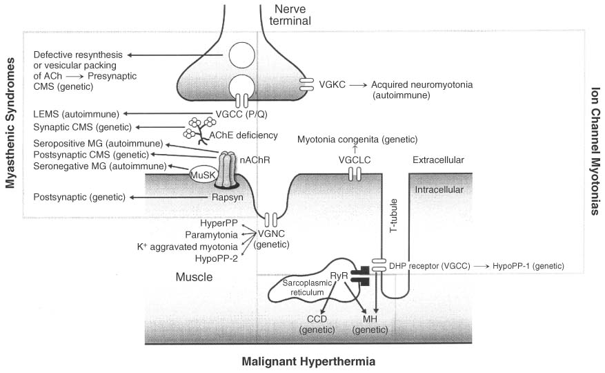 Are dhp receptors voltage fashion gated